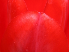 Tulpenblatt-rot.jpg